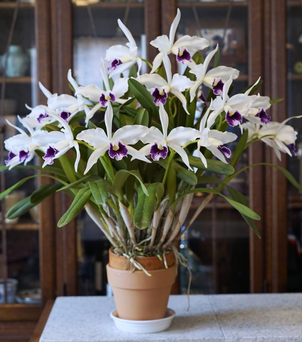 洋蘭原種 C.purpurata var. coerlea パープラータ セルレア 大株の落札