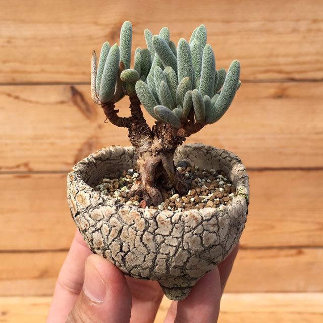 新品 Sクラッスラ ラヌギノーサ 2号盆栽 Crassula Lanuginosa 多肉植物 サボテン ハオルシア の落札情報詳細 ヤフオク落札価格情報 オークフリー スマートフォン版