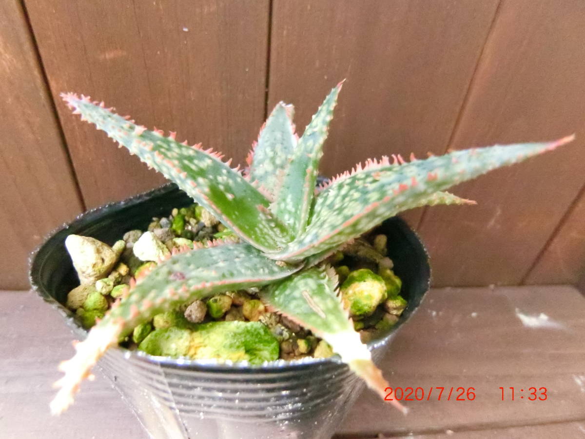 Bright Star アロエ 観葉植物 多肉植物 ベランダ栽培 の落札情報詳細 ヤフオク落札価格情報 オークフリー スマートフォン版