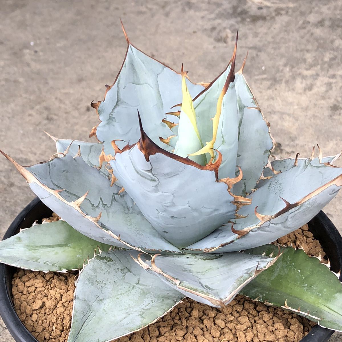 アガベ チタノタ白妖縞斑子株出品