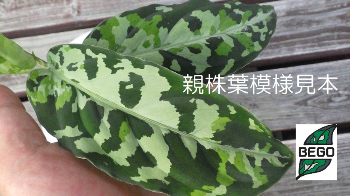 ☆BEGO-SELECT☆TB便☆アグラオネマ メサイア☆Aglaonema pictum