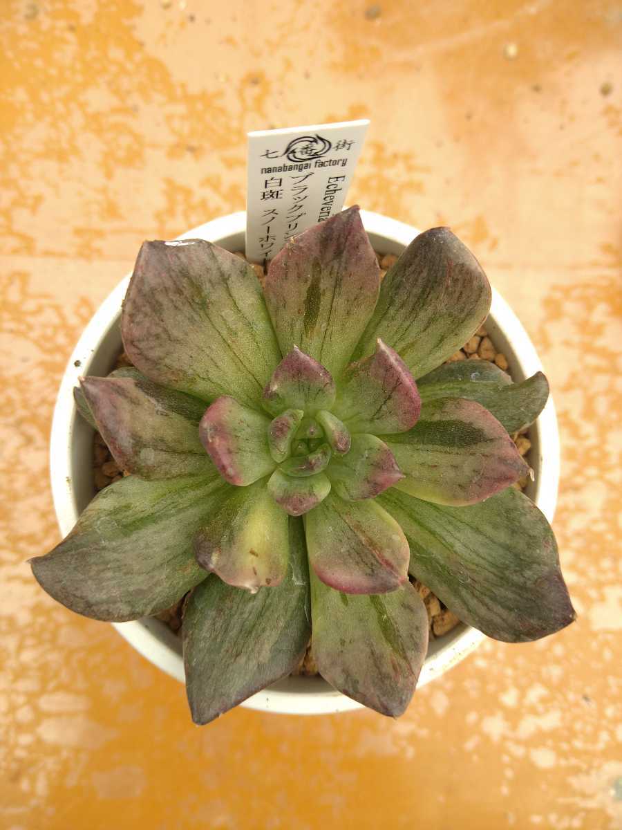 多肉植物 ブラックプリンス錦 速達郵送 エケベリア 韓国苗 稀少