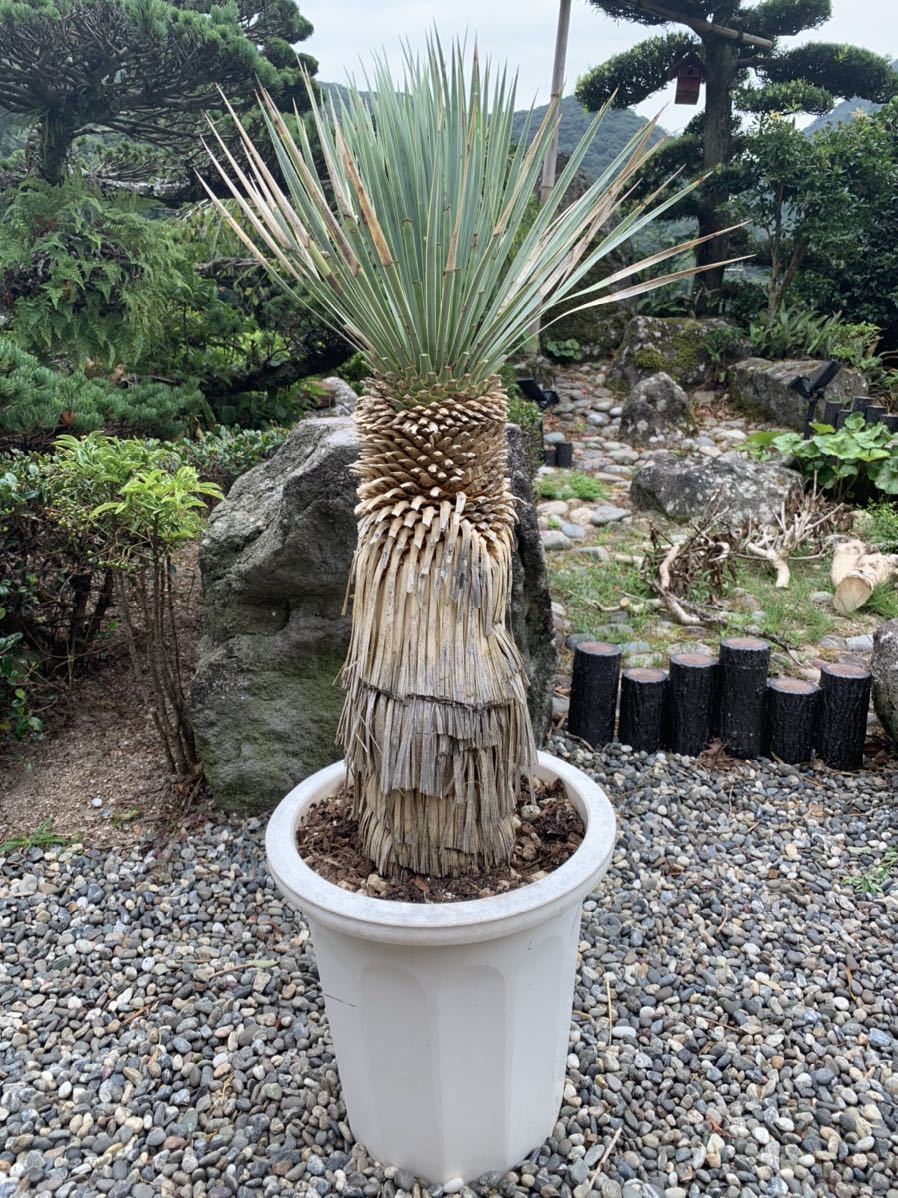 厳選 ユッカ ロストラータ 耐寒性 18 ドライガーデン 地植え 観葉 シンボルツリー 庭 Yucca ガーデニング ブルーリーフ の落札情報詳細 ヤフオク落札価格情報 オークフリー スマートフォン版