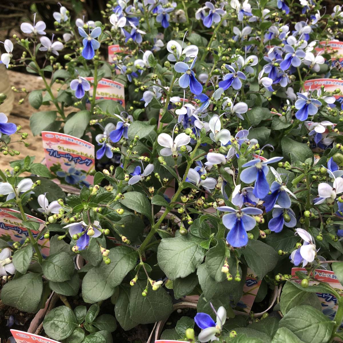 新品 プレミアムガーデニング クレロデンドルム ブルーウイング 10ポットセット の落札情報詳細 ヤフオク落札価格情報 オークフリー スマートフォン版