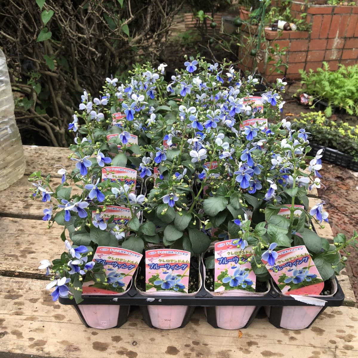 新品 プレミアムガーデニング クレロデンドルム ブルーウイング 10ポットセット の落札情報詳細 ヤフオク落札価格情報 オークフリー スマートフォン版