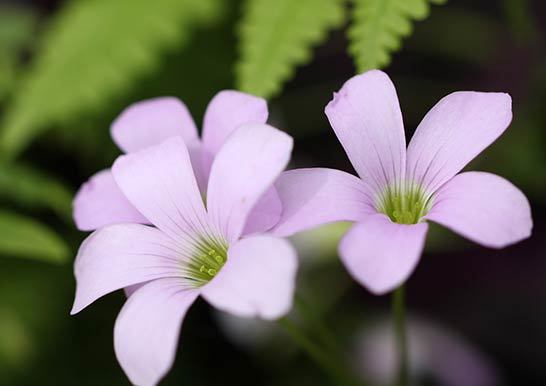 オキザリス トリアングラリス 紫の舞 大きい二等辺三角の葉 淡いピンク色の花 9月 11月頃まで開花 の落札情報詳細 ヤフオク落札価格情報 オークフリー スマートフォン版