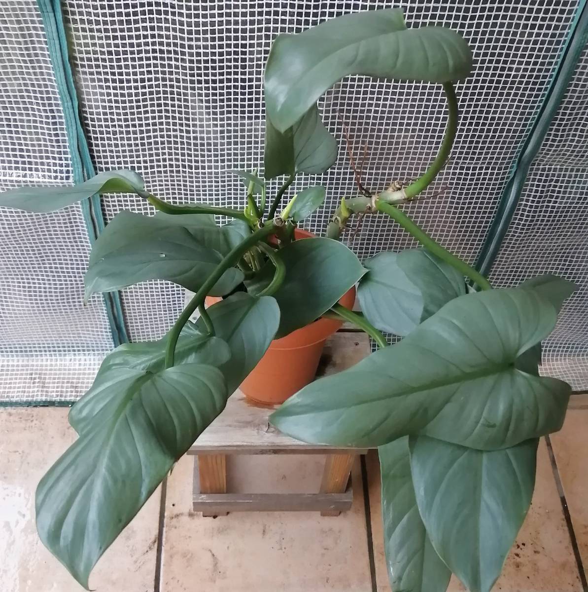 フィロデンドロン シルバーメタル スコット 5号鉢 全高65cm 脇芽生長中 の落札情報詳細 ヤフオク落札価格情報 オークフリー スマートフォン版