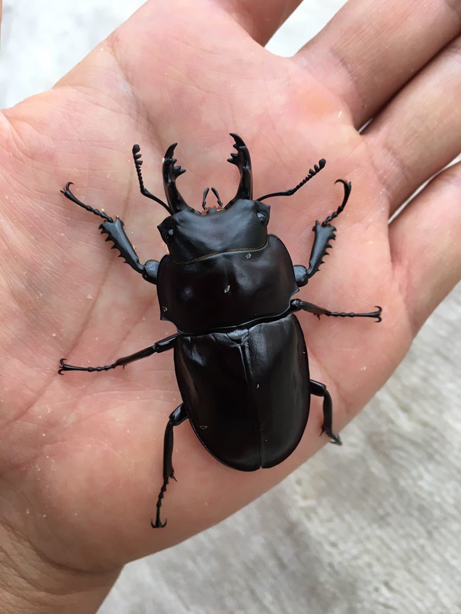 ヤエヤママルバネクワガタ石垣島野底岳産ペア