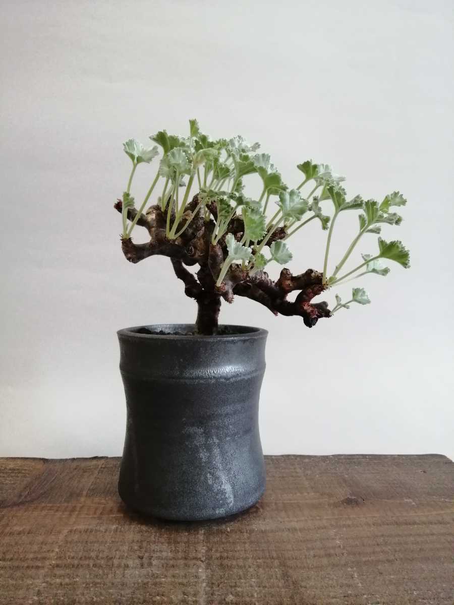 ペラルゴニウムミラビレ 現地株発根済み② ペラルゴニウム ミラビレ