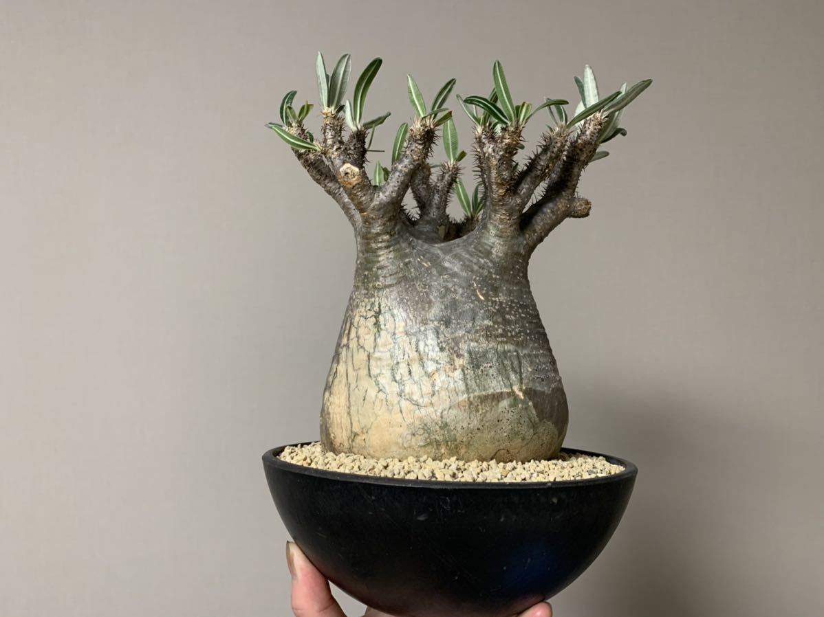 希少 初期 たけろうポット 鉢 マメ コガネ テツ ちぎり invisible ink