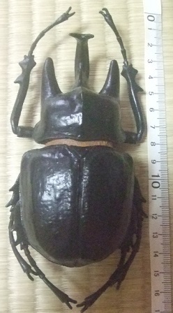 新品】アクティオンゾウカブト 昆虫 フィギュア マルスゾウカブト