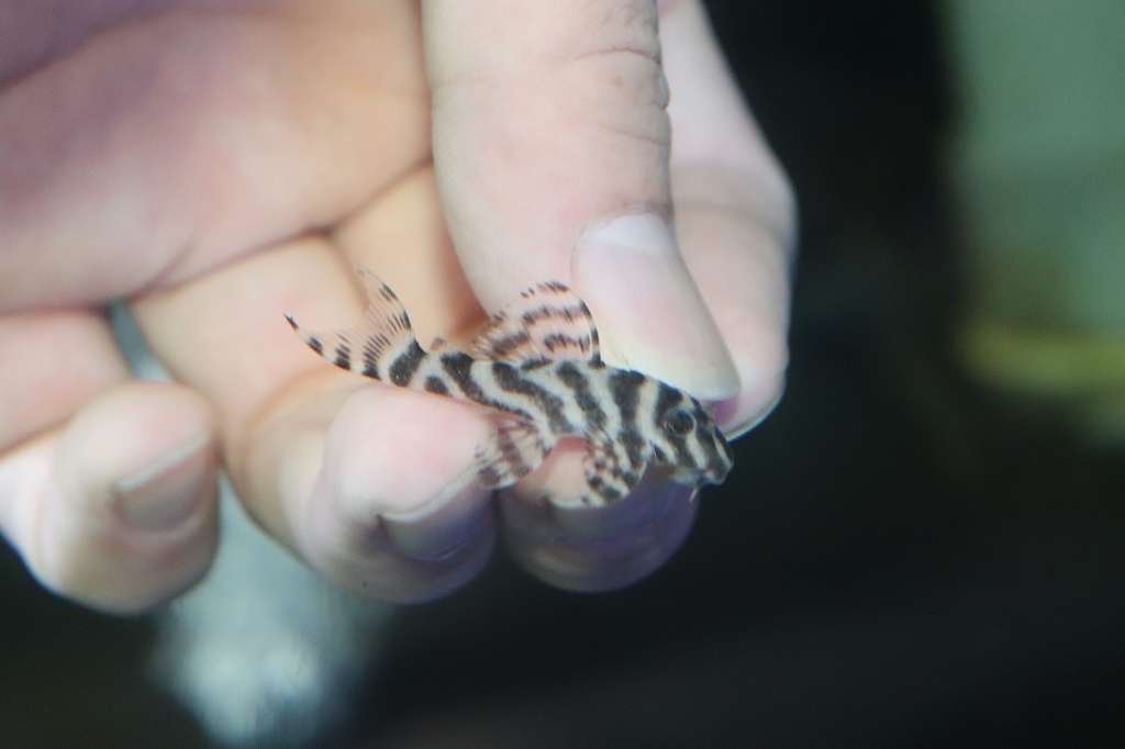 ★インペリアルゼブラプレコ(Ｆ1) 3.5～4ｃｍ　5匹セット★ Yahoo!オークション -「インペリアルゼブラプレコ」(ペット、生き物