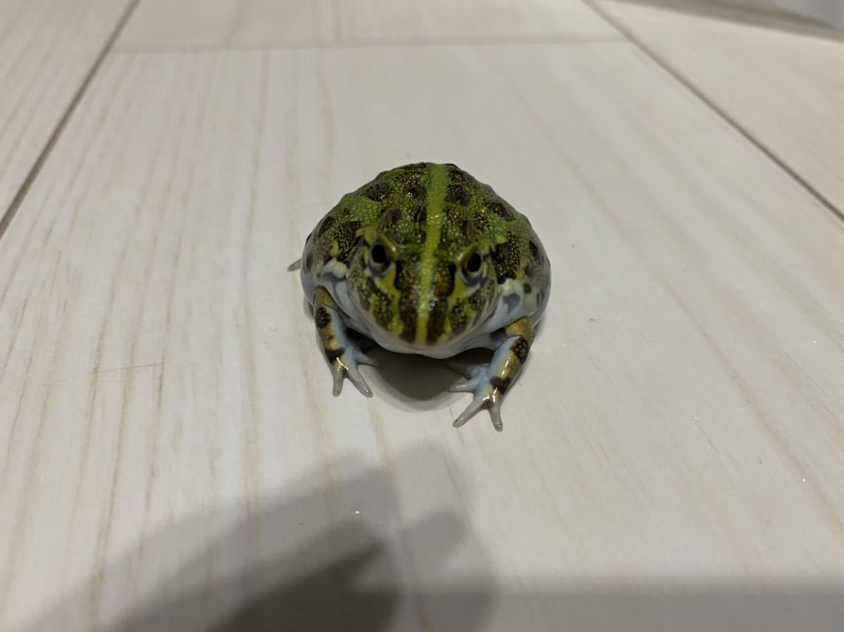 新品 アフリカウシガエル の落札情報詳細 ヤフオク落札価格情報 オークフリー