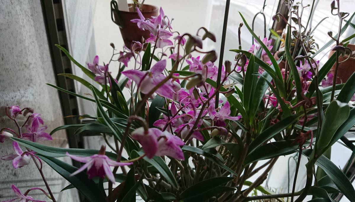 Dendrobium デンドロ原種 Den Kingianum レッドスプラッシュ 現在花はありません の落札情報詳細 ヤフオク落札価格情報 オークフリー スマートフォン版