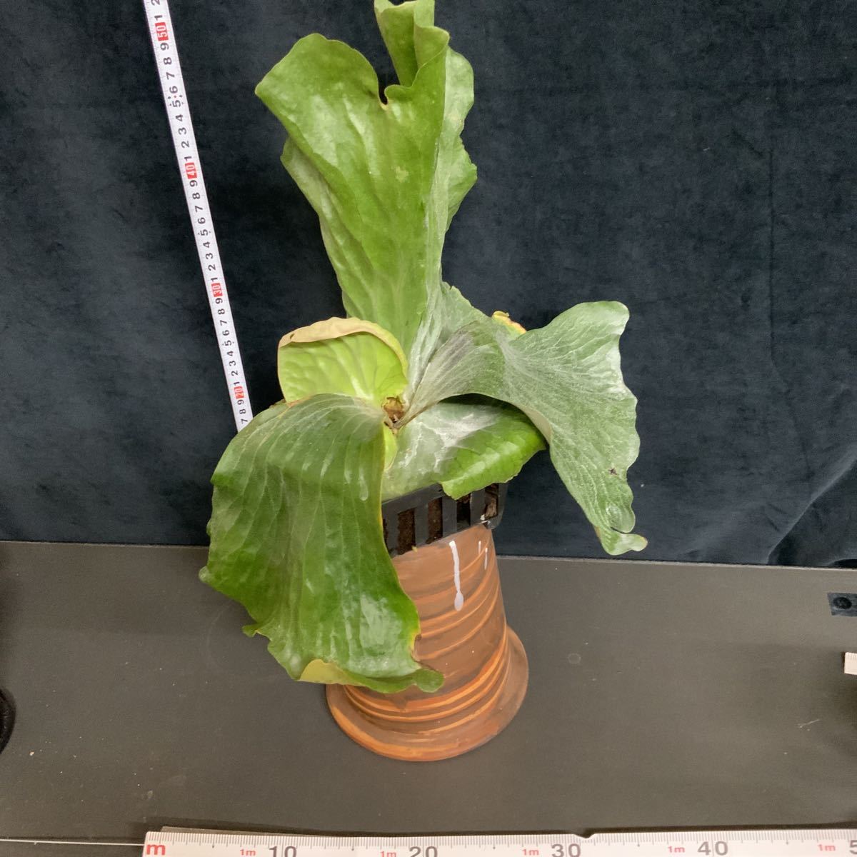 P.Erawan 　ビカクシダ エラワン ビカクシダ『エラワン』板付け 1株 | Planet Plants プラネット