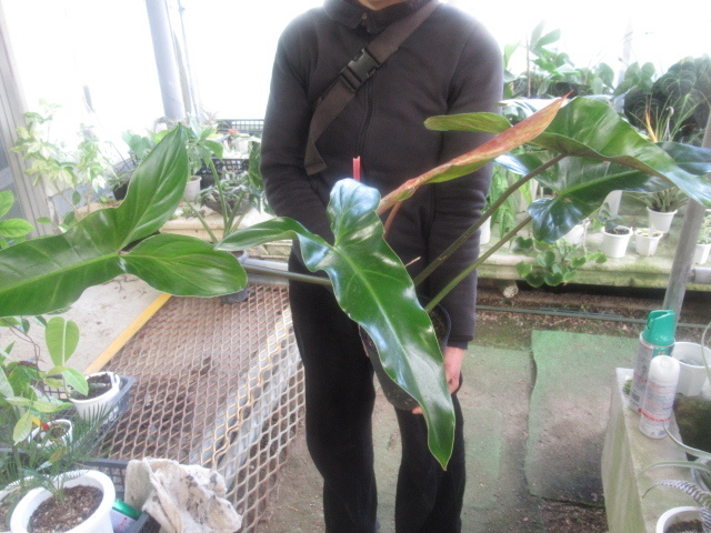 新品】KN フィロデンドロン メキシカナム（PHILODENDRON MEXICANUM