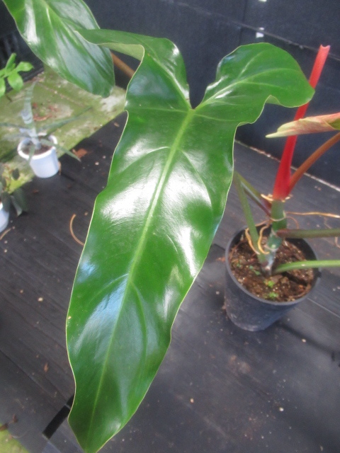 フィロデンドロンメキシカナムphilodendron mexicanum