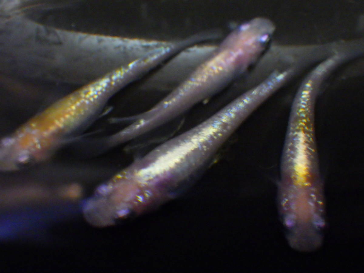 新品 天帝 メダカ 2ペア 産卵中 本家血統 の落札情報詳細 ヤフオク落札価格情報 オークフリー スマートフォン版