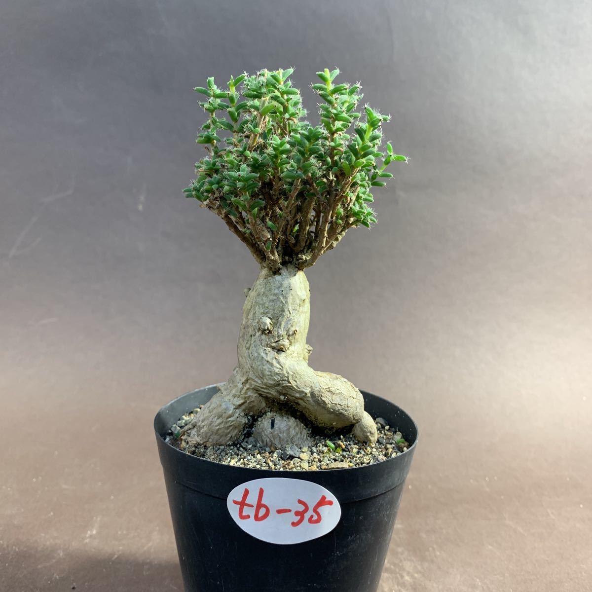 白峯園 白峯園 多肉植物 姫紅小松(T-25) トリコディアデマ