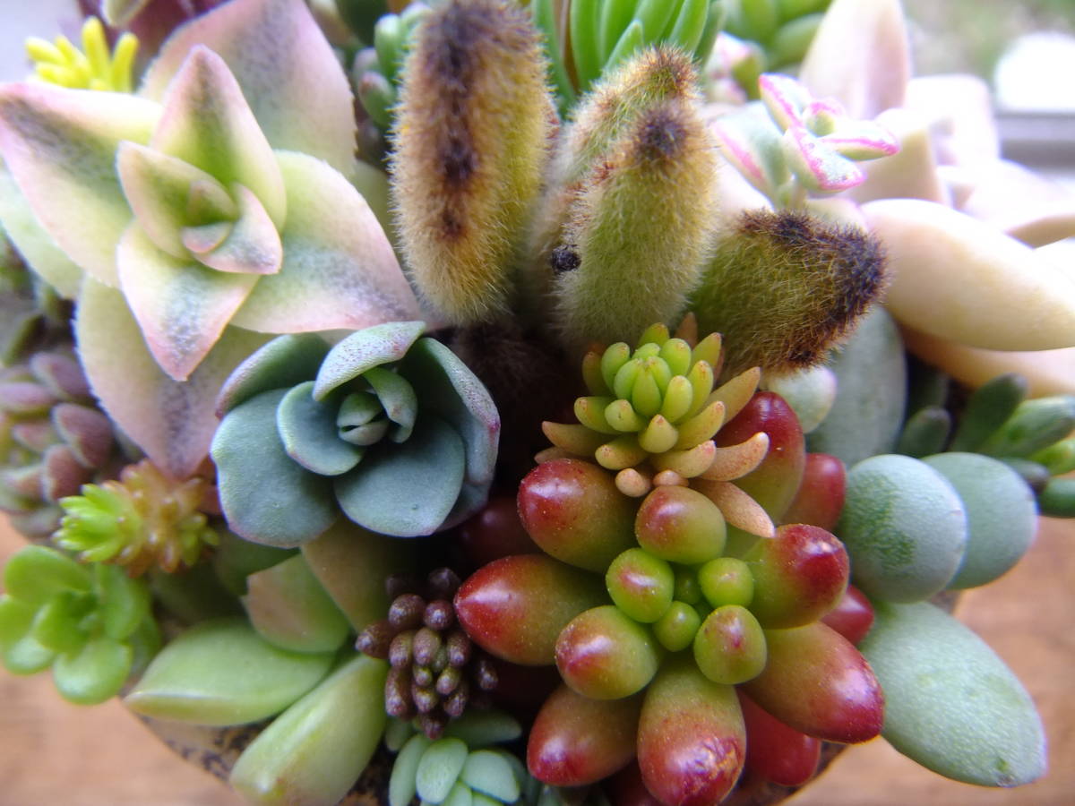 新品 多肉植物 カット苗 24 25種類 などセダムも含みます パキフィルム ゴールデンラビットなど の落札情報詳細 ヤフオク落札価格情報 オークフリー スマートフォン版