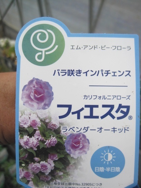 新品 八重咲インパチェンス カリフォルニアローズ フィエスタ ラベンダーオーキッド 3号ポット苗 の落札情報詳細 ヤフオク落札価格情報 オークフリー スマートフォン版