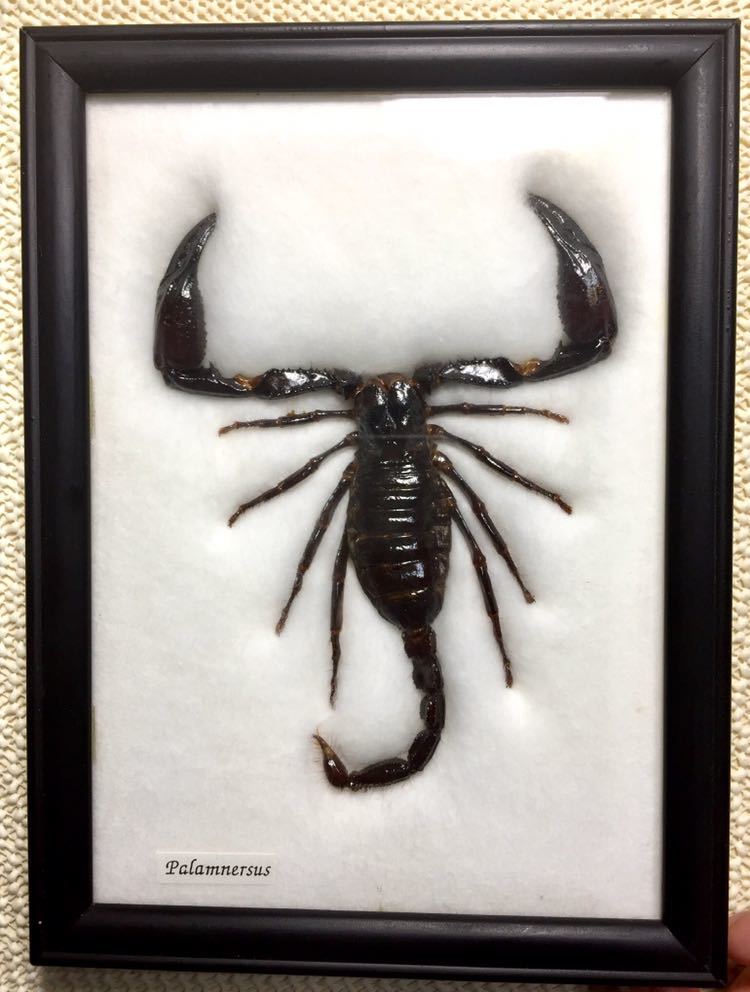 タランチュラの世界と節足動物ビジュアルガイド、タランチュラ、サソリ