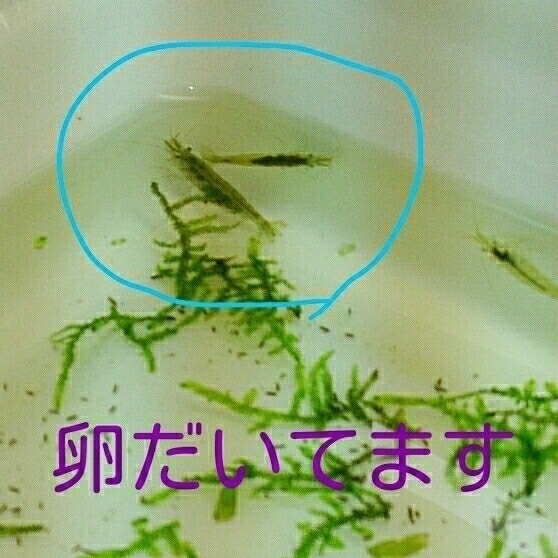 ミナミヌマエビ 母1 10匹以上 石巻貝 水草色々 マツモ ウィローモス 他 餌付き ネコポス利用で早くお届け出来ます M 5 の落札情報詳細 ヤフオク落札価格情報 オークフリー スマートフォン版 ミナミヌマエビ 母1 10匹以上 石巻貝 水草色々 マツモ ウィローモス 他 餌付き ネコポス利用で早くお届け出来ます M 5 の落札情報詳細 ヤフオク落札価格情報 オークフリー スマートフォン版