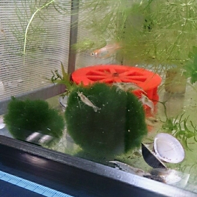 ミナミヌマエビ 母１ 10匹以上 石巻貝 水草色々 マツモ ウィローモス 他 餌付き ネコポス利用で早くお届け出来ます M 5 の落札情報詳細 ヤフオク落札価格情報 オークフリー スマートフォン版