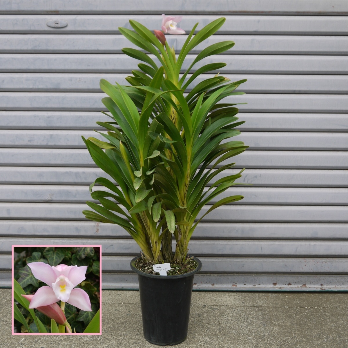 Cym.wadae×self 大株