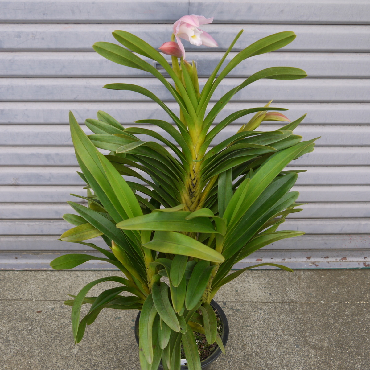 Cym.wadae×self 大株