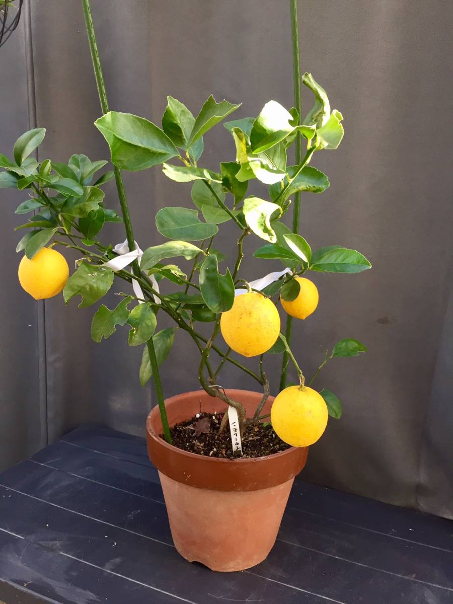 ラスト1本 V マイヤーレモン 鉢植えで結実します 見た目を気にしない方向け 無農薬で育てています 柑橘 の落札情報詳細 ヤフオク落札価格情報 オークフリー スマートフォン版