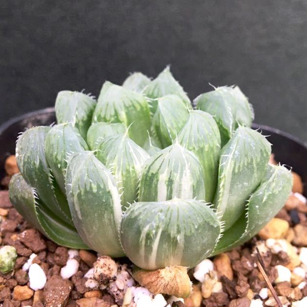 多肉植物 ハオルチア オブツーサ錦 夏まつり Haworthia Obtusa Variegated Natsu Matsuri の落札情報詳細 ヤフオク落札価格情報 オークフリー スマートフォン版