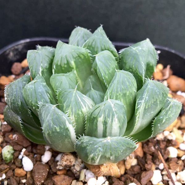 多肉植物 ハオルチア オブツーサ錦 夏まつり Haworthia Obtusa Variegated Natsu Matsuri の落札情報詳細 ヤフオク落札価格情報 オークフリー スマートフォン版