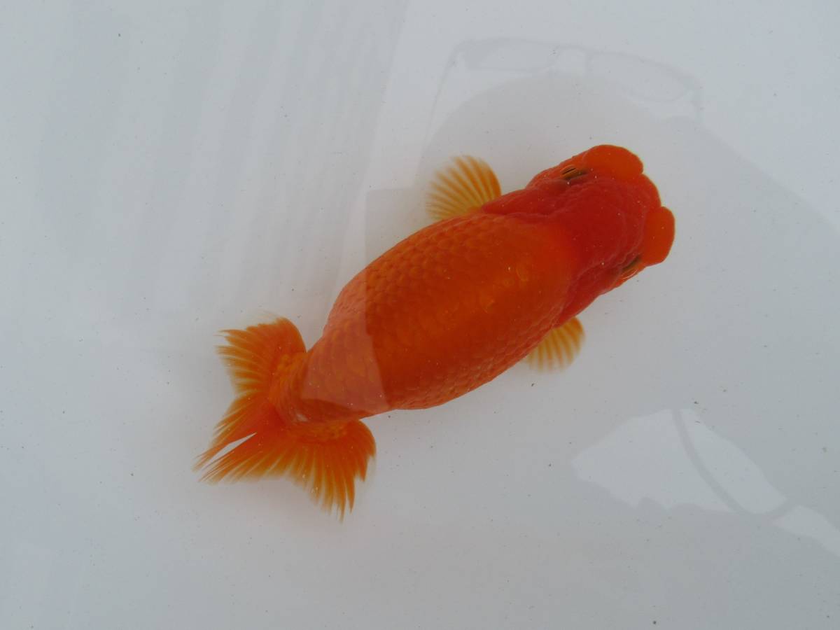 新品 天明らんちゅう 厳選本命魚 特選魚 明け弐歳 うろこの綺麗な 止めの綺麗な 尾形のいい メジャー大会用 10 の落札情報詳細 ヤフオク落札価格情報 オークフリー スマートフォン版