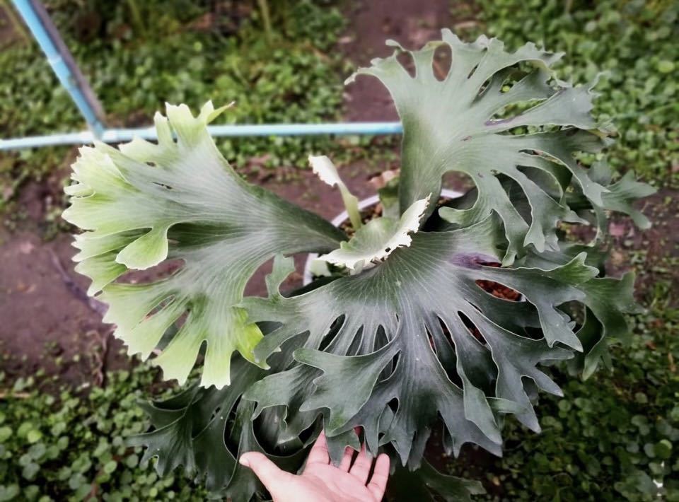 P.hillii 'Aor Chao' spore P.hillii 'Aor Chao' spore