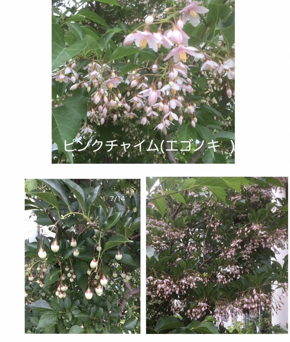 エゴノキ ピンクチャーム 庭木 花木 の落札情報詳細 ヤフオク落札価格情報 オークフリー スマートフォン版