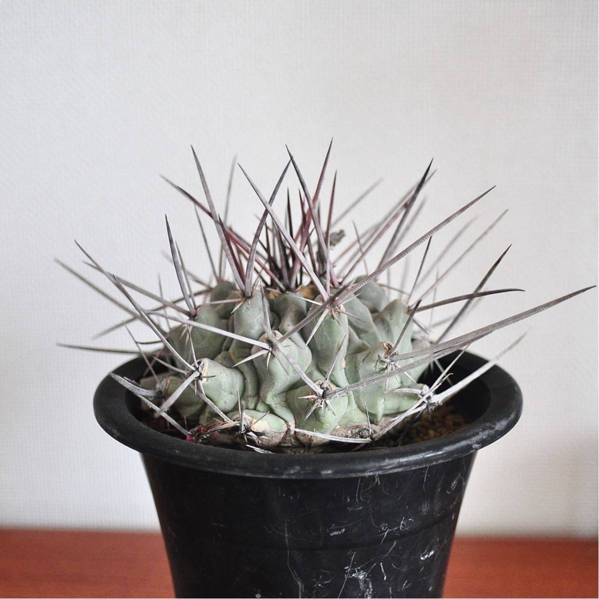 テロカクタス 鶴巣丸 サボテン 多肉植物 塊根植物 コーデックス
