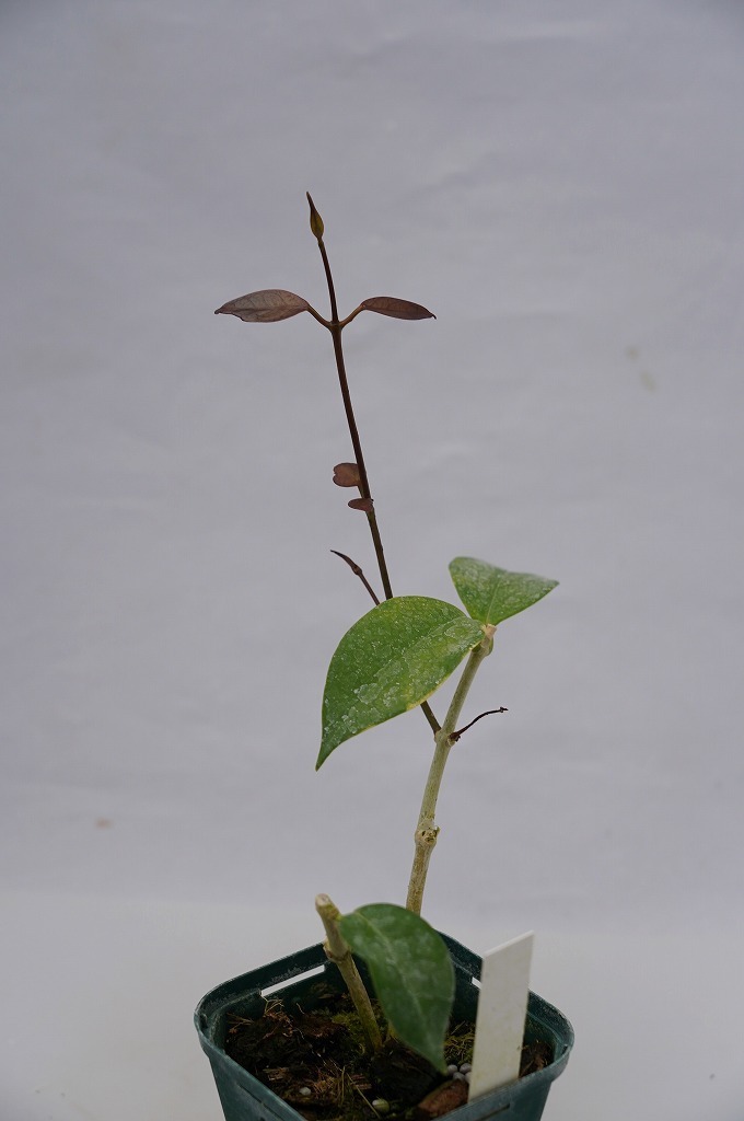 新品 To サクララン 桜蘭 Hoya Odorata ホヤ オドラタ オドラータ 香りのよい花 観葉植物 3号ポット苗 現品 60サイズ の落札情報詳細 ヤフオク落札価格情報 オークフリー