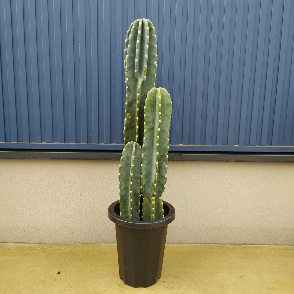 柱サボテン ブランチ 8寸 1番 サボテン 柱サボテン ブランチ 鬼面角 38