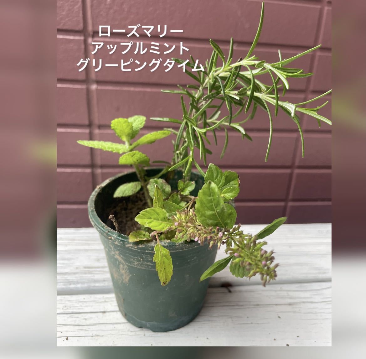 新品 ハーブ 寄せ植え セット 苗 ローズマリー アップルミント グリーピングタイム の落札情報詳細 ヤフオク落札価格情報 オークフリー スマートフォン版