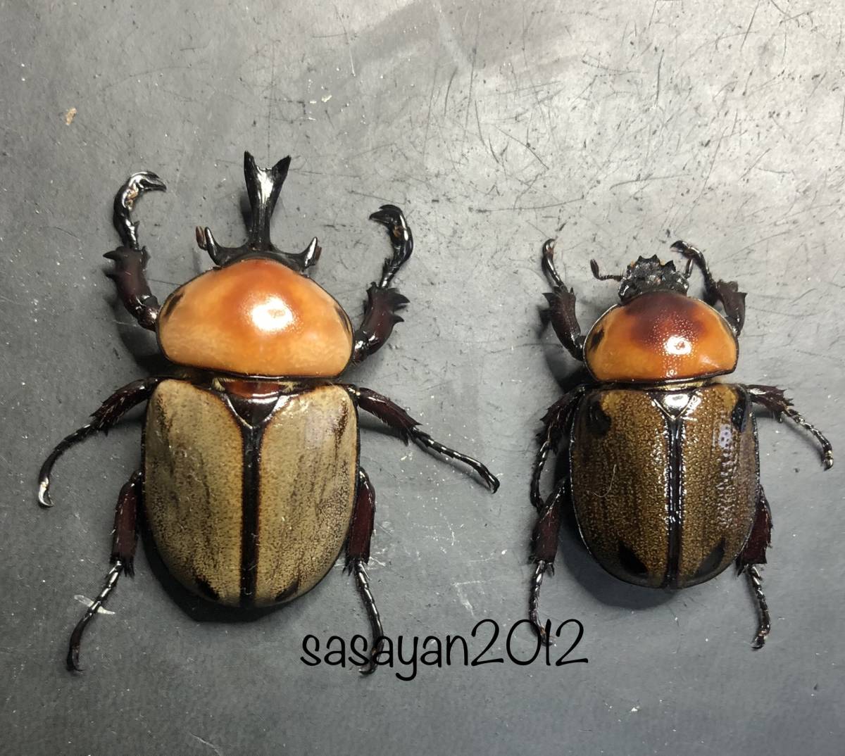 ヨツボシヒナカブト ペア ヨツボシ No.1