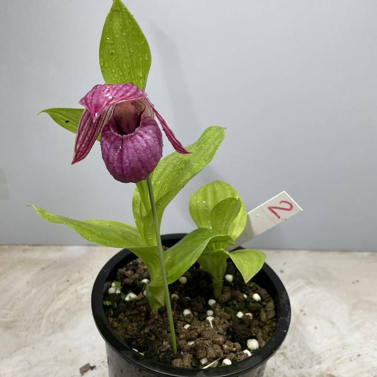 山野草 岩手県産南部アツモリソ 1株花芽1葉芽1 18-② 【公式通販】