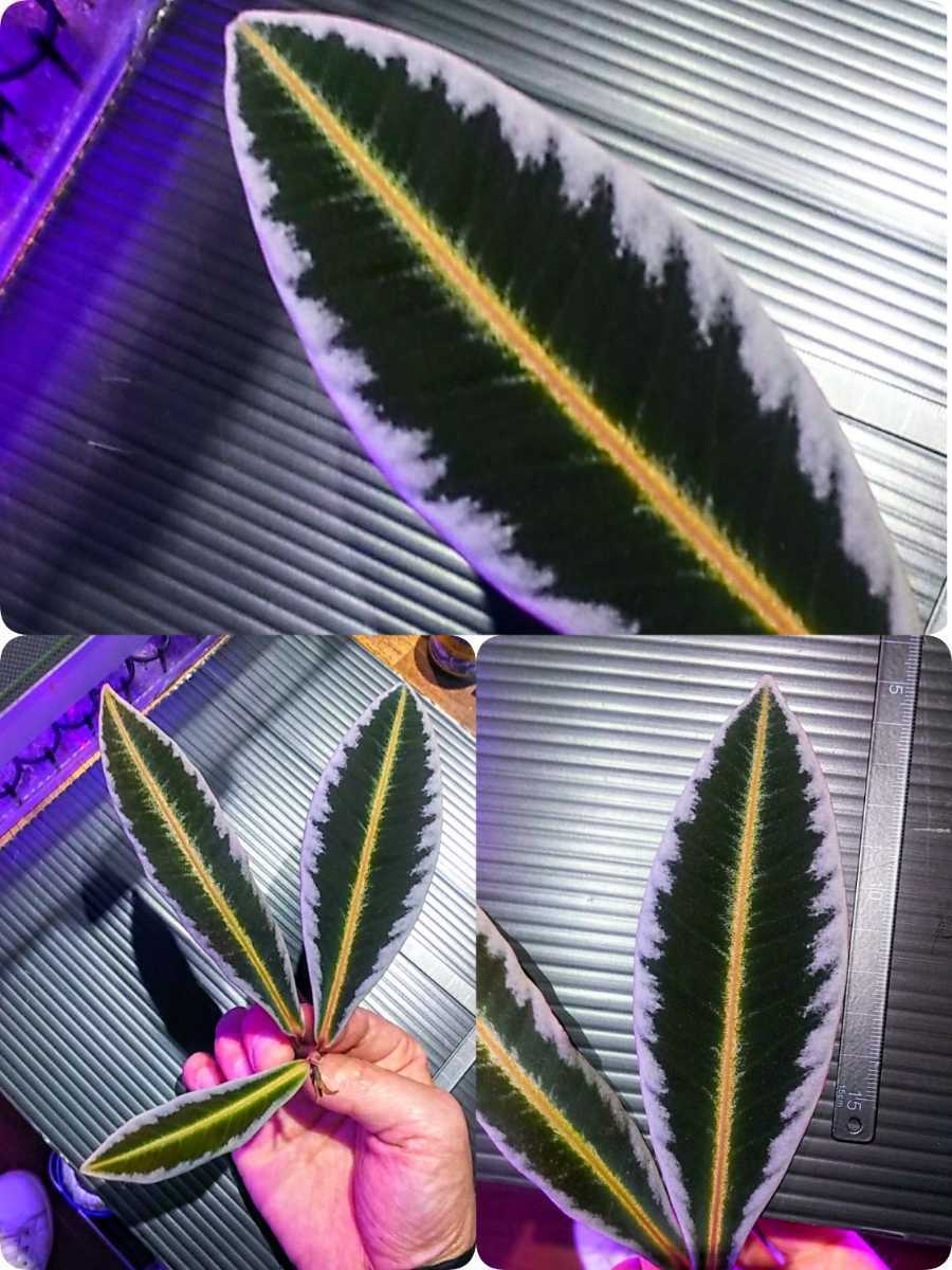 札落ち【葉挿し株】アルディシアsp. Ardisia sp.Sanggau Kalimantan
