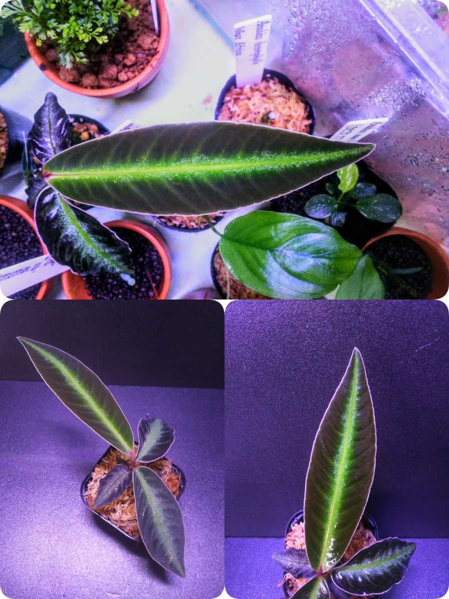 札落ち【葉挿し株】アルディシアsp. Ardisia sp.Sanggau Kalimantan