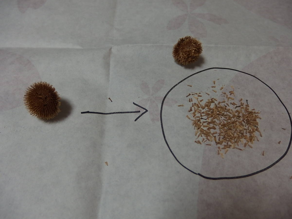 新品 ダイヤーズカモミール コウヤカミツレ 紺屋カミツレ 自家採取 ゴールデンマーガレット 種 花が大好き の落札情報詳細 ヤフオク落札価格情報 オークフリー スマートフォン版