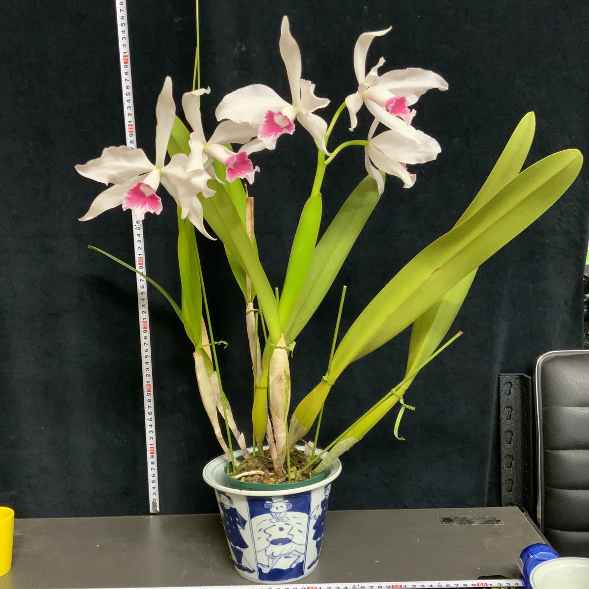 洋蘭原種,(503),C.purpurata cornea x sib.カトレア パープラータ