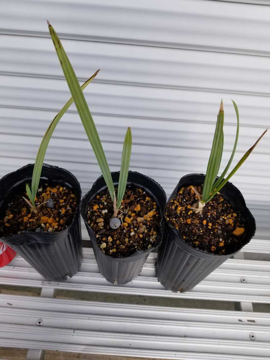 サバルウレサナ(ソノラパルメット)希少ヤシ 【公式通販】