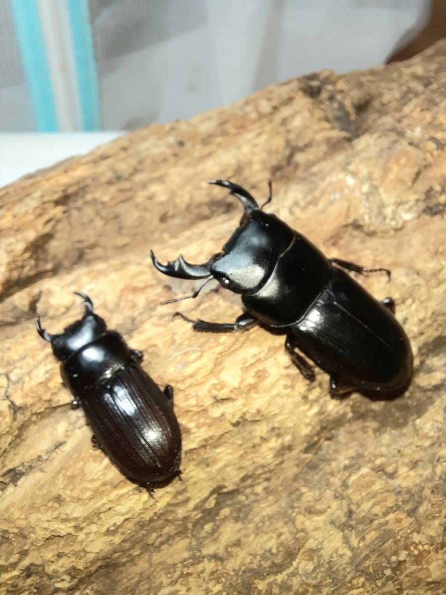 激レア スキットオオクワガタオス単 羽パカ 新成虫