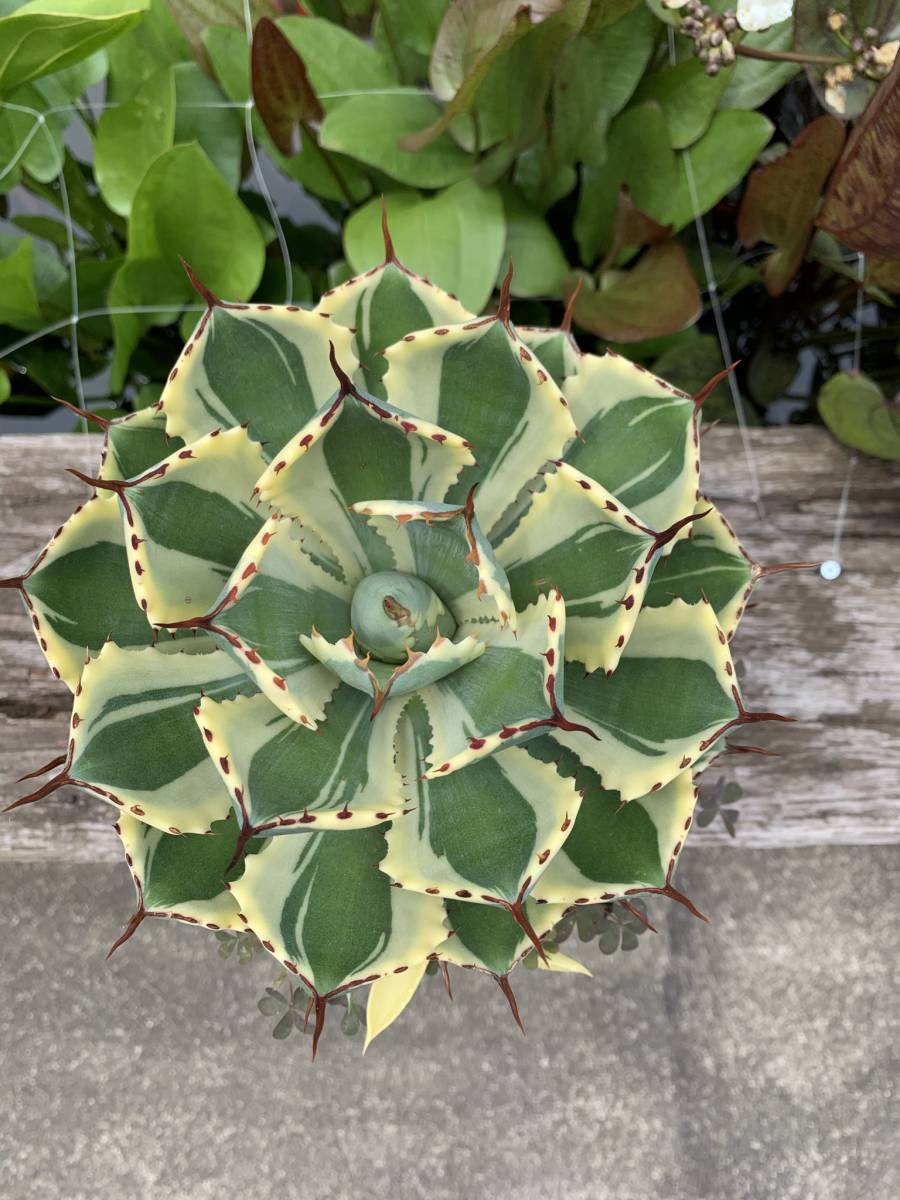 アガベ デザートダイヤモンド TC苗 アガベ チタノタ 南アフリカ