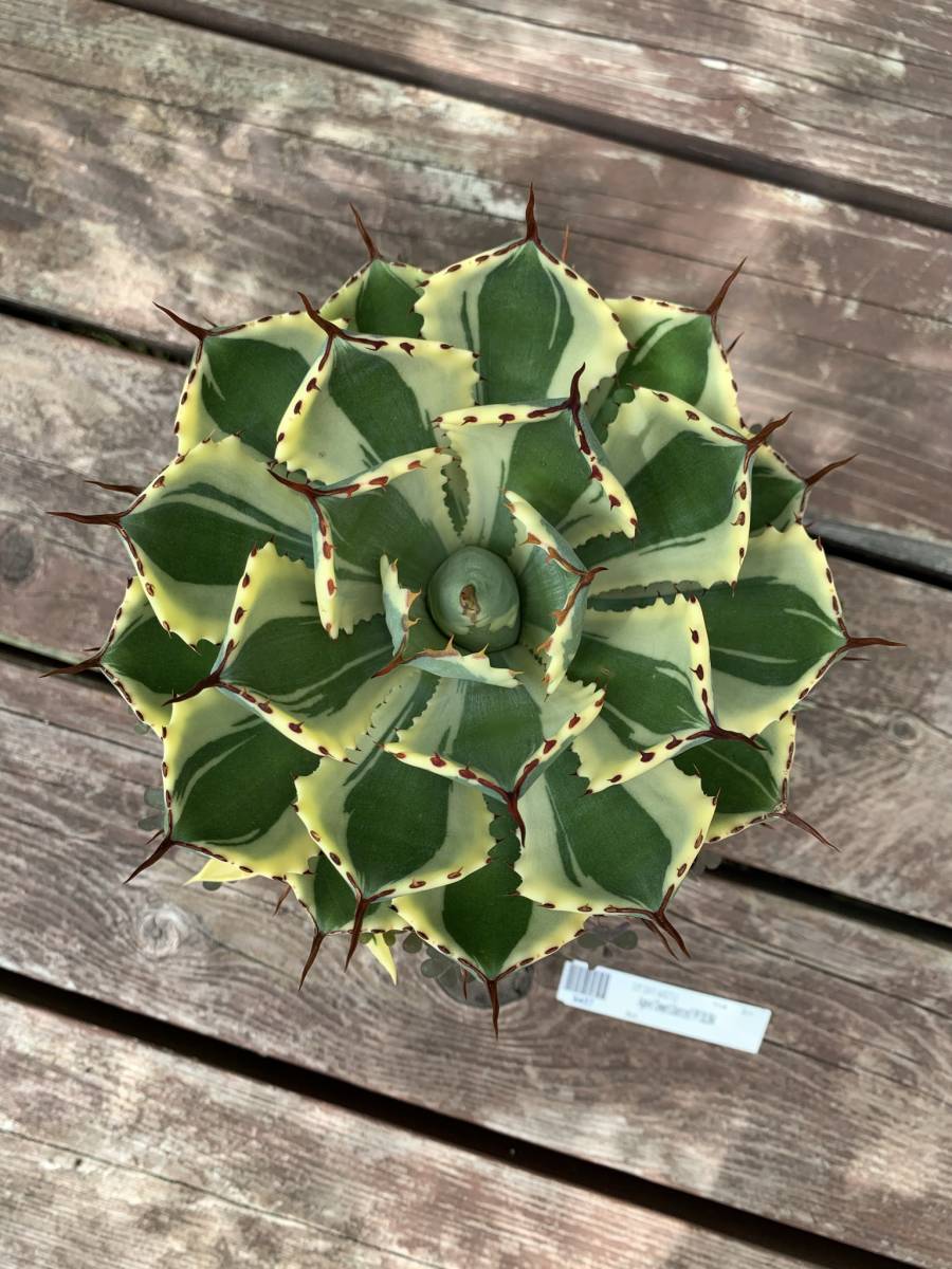 アガベ デザートダイヤモンド 特大株 Agave 'Desert Diamond' アガベ